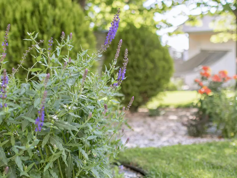 Flowering perennial border along a lawn edge
