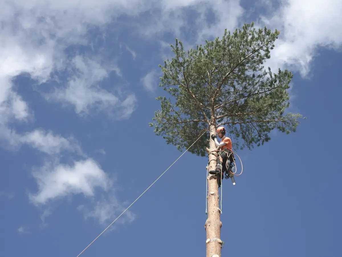 A climber in a helmet roped in at the top of a tall pine, taking it down in sections