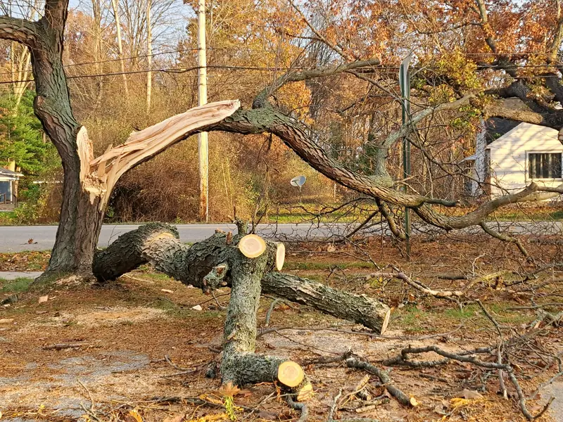 A storm-broken tree in a yard, the fallen limbs already cut into rounds