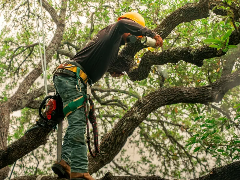 A climber in a hard hat standing on a limb, pruning a large oak