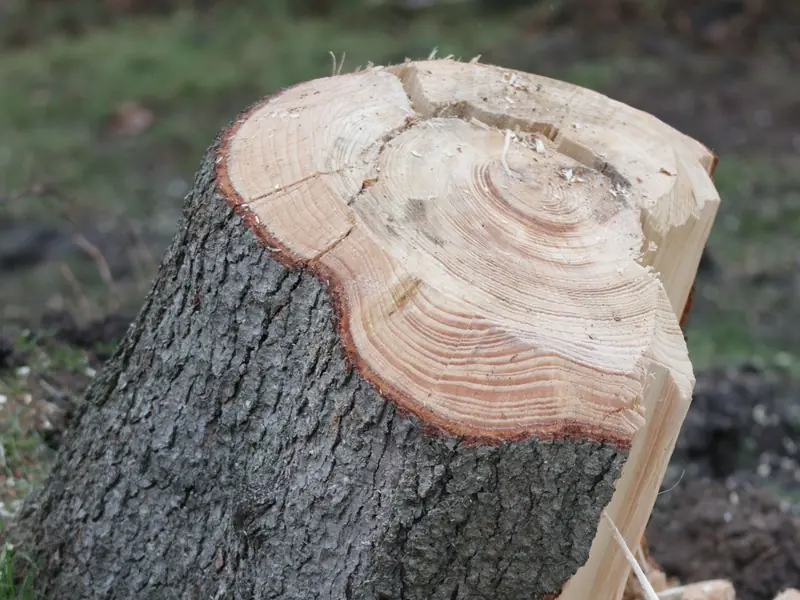 A freshly cut stump in a yard with sawdust around it, ready for grinding